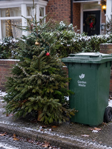 Christmas Tree Collection
